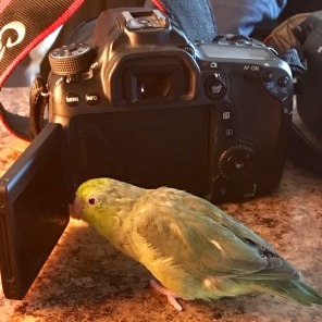 Eleven-year-old pacific parrotlet Roxy has always been interested with particularity in her surrounding, loves musics but is a crank without her naps (@roxythegreatexplorer (IG))