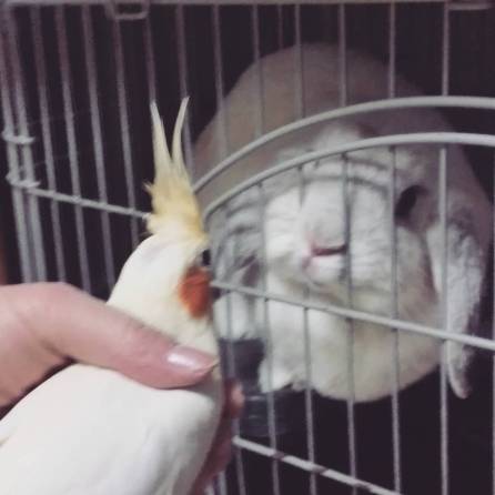"We are both girls!!!" Bunny Yukiko and cockatiel Kana of @Chibibobby (Courtesy of @Chibibobby (IG))
