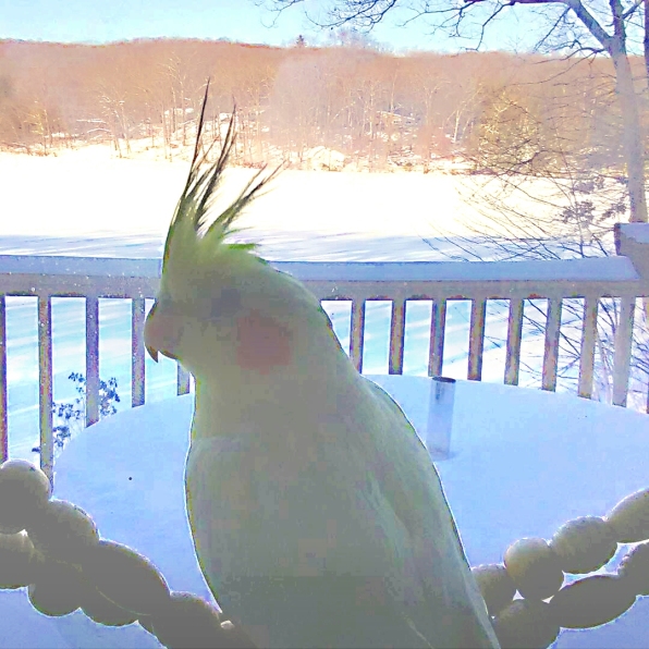 Emilio the Cockatiel wishes everyone Happy National Bird Day from frozen Connecticutt (Courtesy of @emiliothebird (IG))
