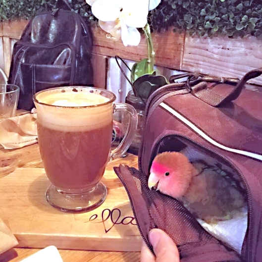 Cody socializes at Ella's Cafe (Courtesy of @birdhism (Tw/FB))