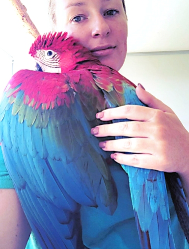 How a macaw hugs (Courtesy of @frankiesfollowing (IG))