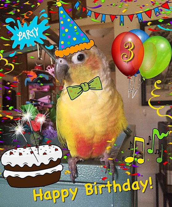 Kaiyoshi celebrates his birthday with verve (Courtesy of @fluffy.bird (IG))