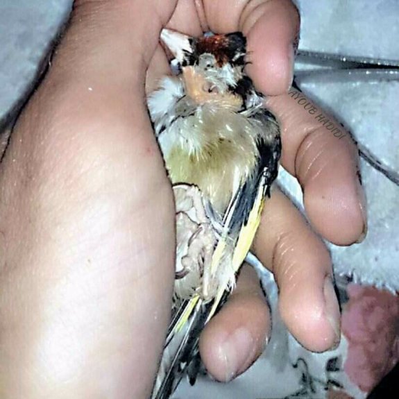 A goldfinch not thriving in Ayoub Hadidi's hand (Courtesy of Ayoub Hadidi (FB))