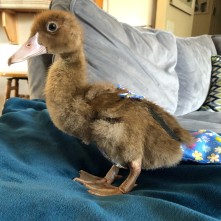 Baby Howard joins the flock in his new improved ducky diaper (Courtesy of @turknmolly (IG))