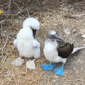 Blue-footed booby chicks can appear larger than their parents due to their extreme fluffiness (Courtesy of @carolin_bibi (IG))