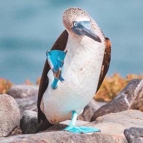 Blue-footed booby (Courtesy of @laidback_trips (IG))