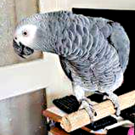 Rex, a rescue African Grey (Courtesy of Gill Horwell (IG))