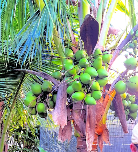 Coconut palm with green fruit